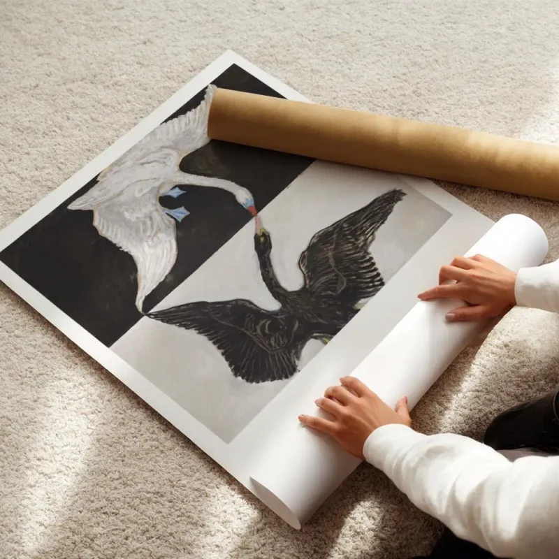 affiche de deux cygnes un blanc et un noir se faisant face sur fond bicolore enroule.webp