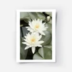 affiche de deux fleurs de lotus blanches avec des petales verts et un bourgeon d.webp
