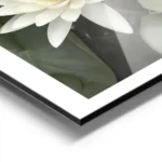affiche de deux fleurs de lotus blanches avec des petales verts et un bourgeon d aluminium.webp