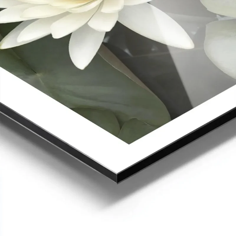 affiche de deux fleurs de lotus blanches avec des petales verts et un bourgeon d aluminium.webp