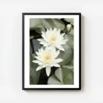 affiche de deux fleurs de lotus blanches avec des petales verts et un bourgeon d avec cadre.webp