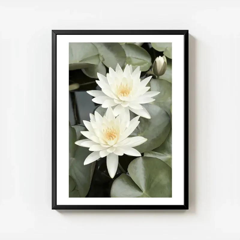 affiche de deux fleurs de lotus blanches avec des petales verts et un bourgeon d avec cadre.webp