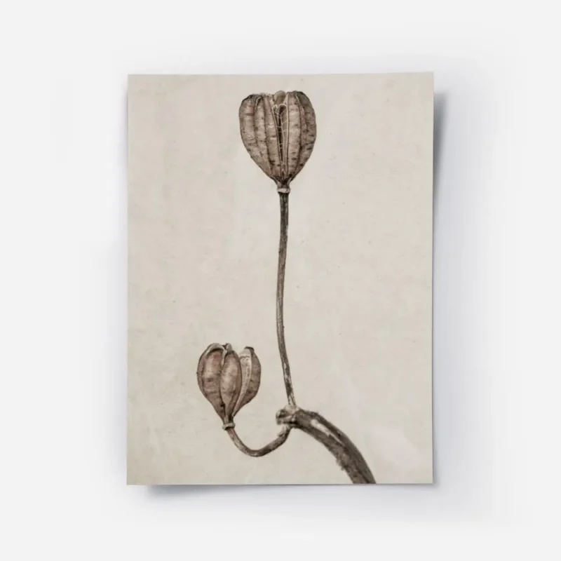 affiche de deux lys seches sur une meme tige sur un fond beige texture.webp