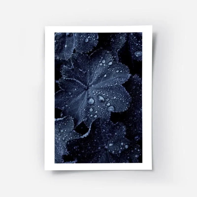 affiche de feuilles bleues foncees couvertes de gouttes de pluie creant un motif.webp