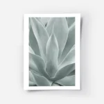 affiche de feuilles dagave vertes rapprochees avec un degrade de couleurs claire.webp