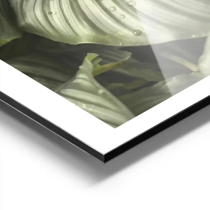 affiche de feuilles de calathea hosta vertes a rayures grises avec des gouttes d aluminium.webp