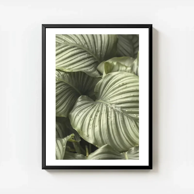 affiche de feuilles de calathea hosta vertes a rayures grises avec des gouttes d avec cadre.webp