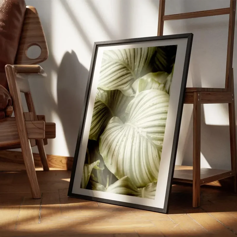 affiche de feuilles de calathea hosta vertes a rayures grises avec des gouttes d encadre.webp