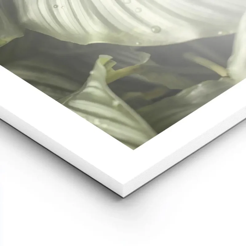 affiche de feuilles de calathea hosta vertes a rayures grises avec des gouttes d lightpanel.webp