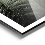 affiche de feuilles de caoutchouc vert fonce et rouge couvertes de gouttes deau aluminium.webp