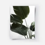 affiche de feuilles vertes de strelitzia sur fond blanc typographie minimaliste.webp