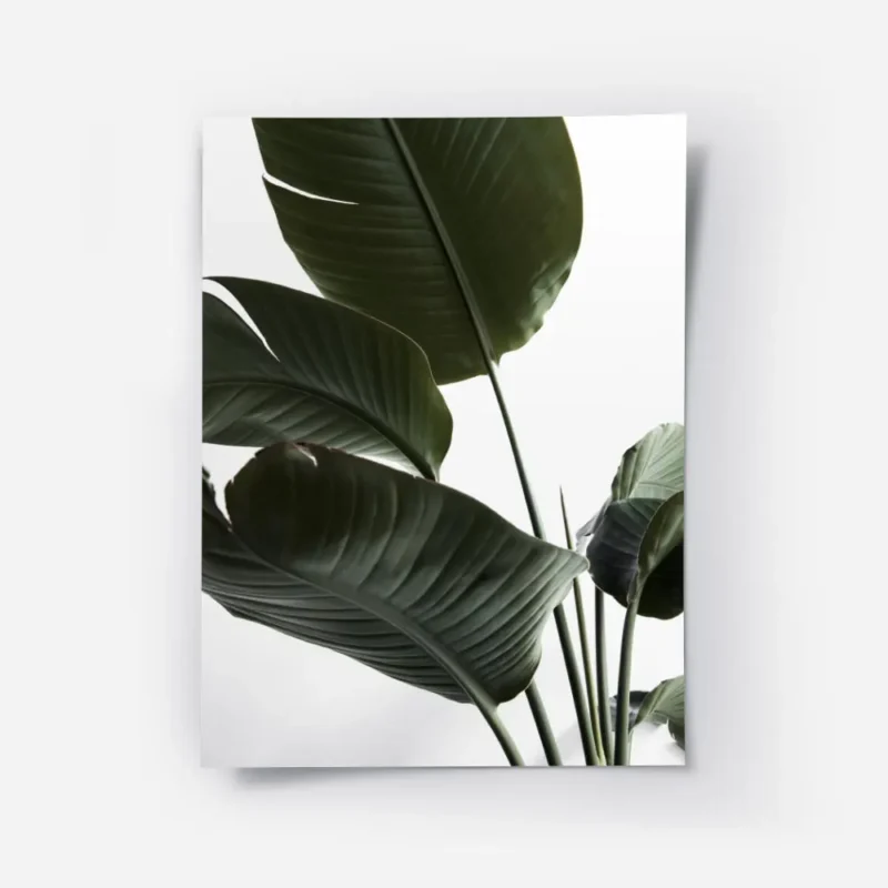 affiche de feuilles vertes de strelitzia sur fond blanc typographie minimaliste.webp