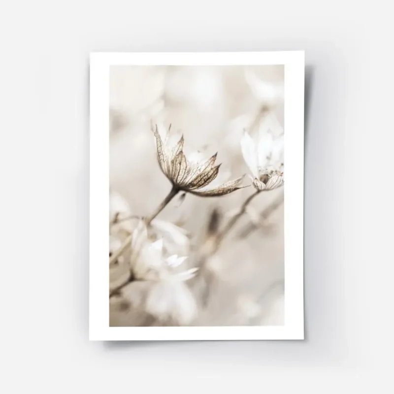 affiche de fleur beige clair sechee en gros plan avec des lignes foncees sur les.webp