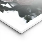 affiche de fleurs aux tons doux avec une grande fleur rose pale et des feuilles lightpanel.webp