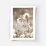 affiche de fleurs de coton apaisantes blanches et duveteuses baignees par une lu.webp