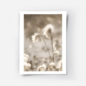 affiche de fleurs de coton apaisantes blanches et duveteuses baignees par une lu.webp