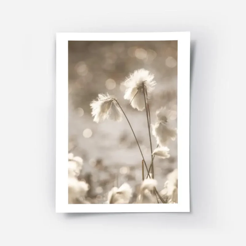 affiche de fleurs de coton apaisantes blanches et duveteuses baignees par une lu.webp