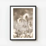 affiche de fleurs de coton apaisantes blanches et duveteuses baignees par une lu avec cadre.webp