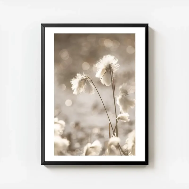 affiche de fleurs de coton apaisantes blanches et duveteuses baignees par une lu avec cadre.webp