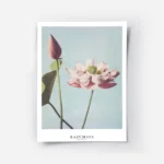 affiche de fleurs de lotus roses a tige verte sur fond bleu ciel par ogawa kazum.webp