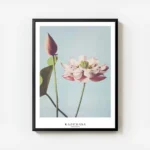 affiche de fleurs de lotus roses a tige verte sur fond bleu ciel par ogawa kazum avec cadre.webp