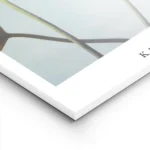 affiche de fleurs de lotus roses a tige verte sur fond bleu ciel par ogawa kazum lightpanel.webp