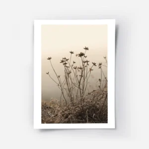 affiche de fleurs fanees et de vegetation seche sur fond clair avec une bordure .webp